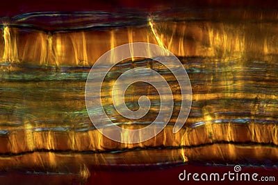 Abstract micrograph of colorful patterns in a peat moss branch. Stock Photo
