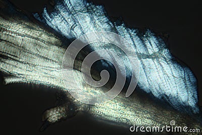 Abstract micrograph of flight muscle cells from a long fly. Stock Photo