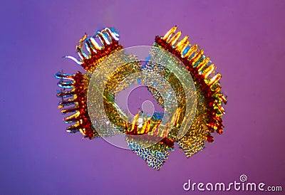 Abstract micrograph of a moss peristome, with polarization, at 40x Stock Photo