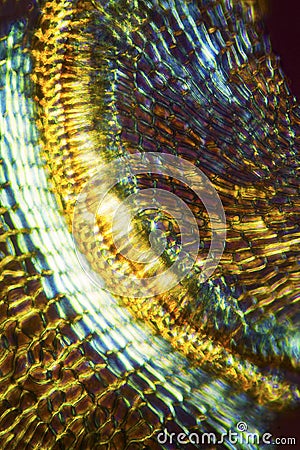 Abstract micrograph of the operculum of a moss capsule Stock Photo