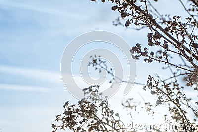 Winter twigs and thorns on a bramble bush outside on a winters day. Still life selective focus; artistic blur and minimal design Stock Photo