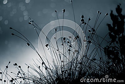 An abstract, monochrome cottongrass reflection in a surface of swamp pond in blue tones. Natural flora of wetlands Stock Photo
