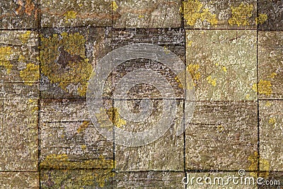 Abstract mossy wood texture Stock Photo