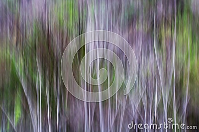 Abstract Motion Blur of Trees in Purple White and Green Stock Photo