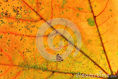 Abstract multicolored autumn leaf Stock Photo