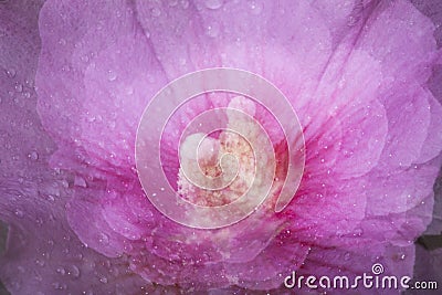 Abstract multiple exposure of a pink rose of sharon flower. Stock Photo