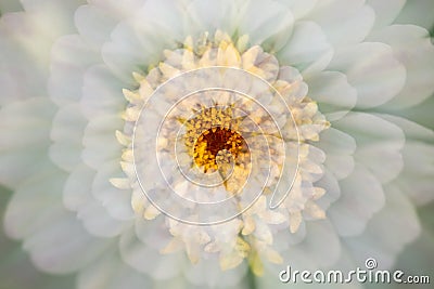 Abstract multiple exposure of a zinnia flower in Elizabeth Park. Stock Photo