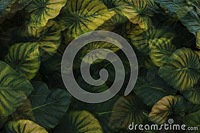 Abstract multiple leaves green nature background Stock Photo