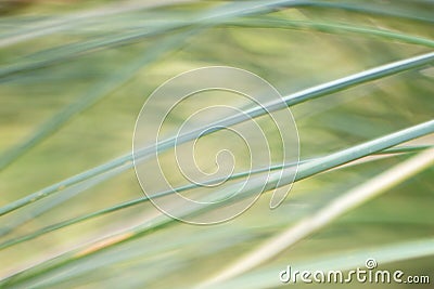 An abstract natural background of grasses Stock Photo
