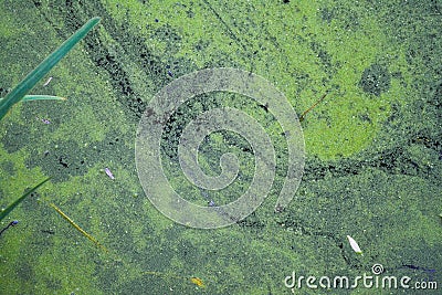 Abstract natural background with green plants on blue water surface. Fragment of deserted pond with green duckweed. Looks like aer Stock Photo