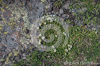 Abstract natural background..Natural texture of a stone covered with lichen.Wild flowers growing in the highlands Lichenes Stock Photo