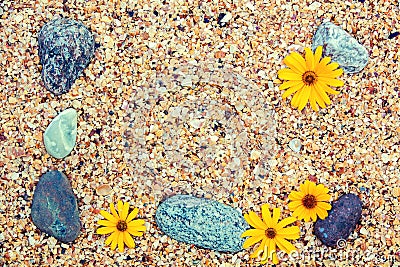 Pebbles and flowers on coquina shells Stock Photo