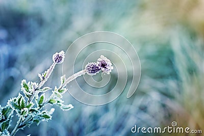 Abstract natural background from plant covered with hoarfrost Stock Photo