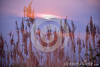 Abstract natural background, reeds with the evening sky Stock Photo