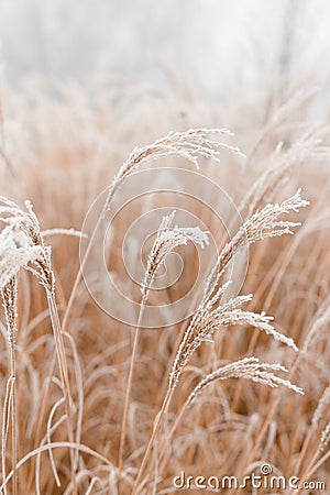 Abstract natural background of soft plants Cortaderia selloana. Frosted pampas grass on a blurry bokeh, Dry reeds boho Stock Photo