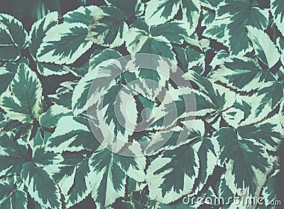 Abstract natural background. Variegated flower leaves Stock Photo