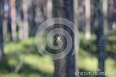 Web and spider close-up in sunlight on the blurred background of the forest Stock Photo