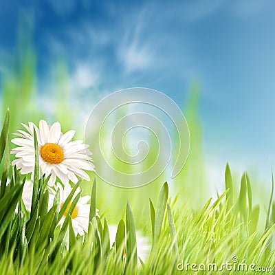 Abstract natural backgrounds with summer foliage Stock Photo