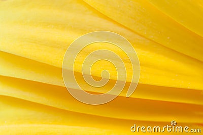 Abstract natural background. Close-up regular geometric pattern of yellow gerberas petals. Stock Photo