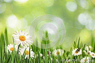 Abstract natural landscape with beauty daisy flowers Stock Photo