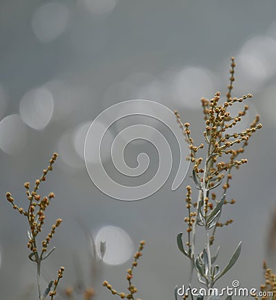 abstract natural plant background with bokeh, Halimione portulacoides, flowery sea purslane Stock Photo