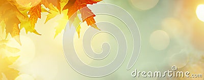 Abstract nature autumn Background with yellow leaves Stock Photo