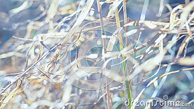 Abstract nature background with blur and grass, snow and sun. Stock Photo