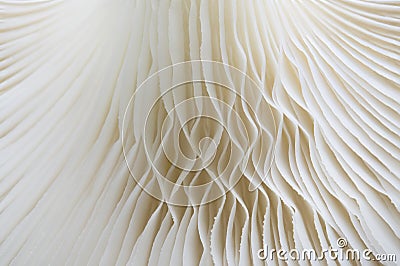 Abstract nature background macro of Sajor-caju Mushroom plants. Stock Photo