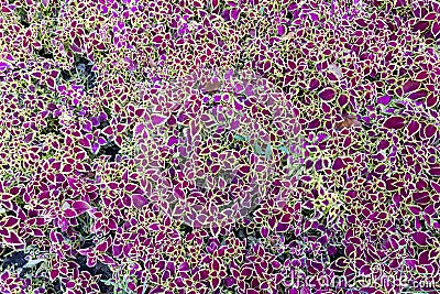Abstract nature floral backgraund Stock Photo