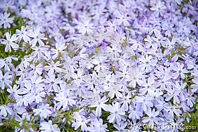 Abstract nature flowers background spring and summer. Stock Photo