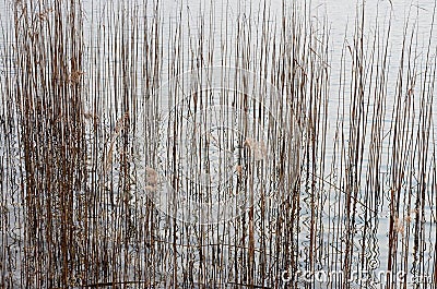 Abstract, reeds and reflections in the water of a lake Stock Photo