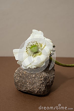 Abstract nature scene with composition of stones and dry branch. Neutral beige background for cosmetic, beauty product Stock Photo