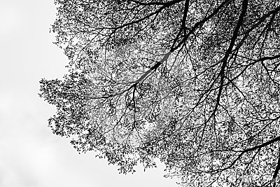 Abstract nature tree texture Stock Photo
