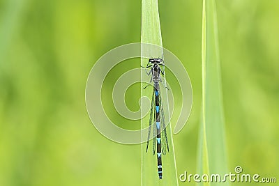 Abstract nature variable damselfly Stock Photo