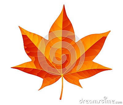 Abstract orange autumn leaf isolated on white background Vector Illustration