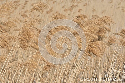 Abstract papura reed background Stock Photo