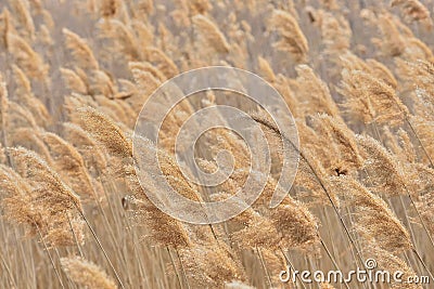 Abstract papura reed background Stock Photo