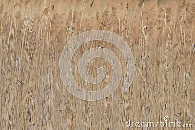 Abstract papura reed background Stock Photo