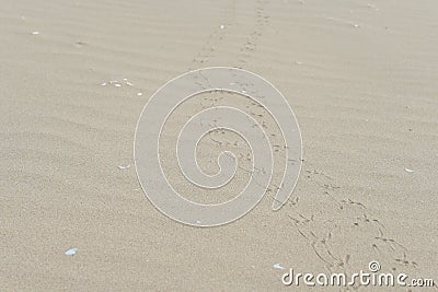 The abstract path of a mysterious bird stepped on the white soft sand Stock Photo