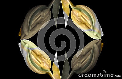Abstract pattern made of macros of a yellow green tulip blossoms on black Stock Photo