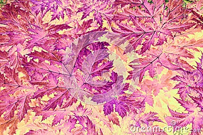 Abstract mauve, pink and purple leaf pattern. Stock Photo