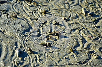 Abstract pattern made by mollusc on beach Stock Photo