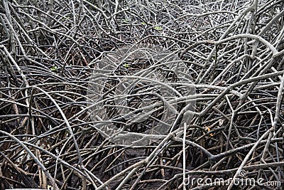 The abstract patterns of the mangrove in Pranburi, Prachuab Khiri Khan Stock Photo