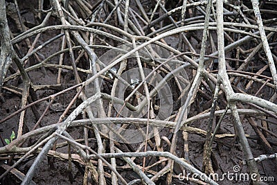 The abstract patterns of the mangrove Stock Photo