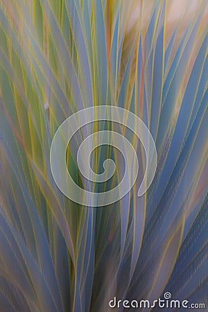 Abstract photo of Aloe Vera with motion blur, creates a soft background with pastel colors Stock Photo