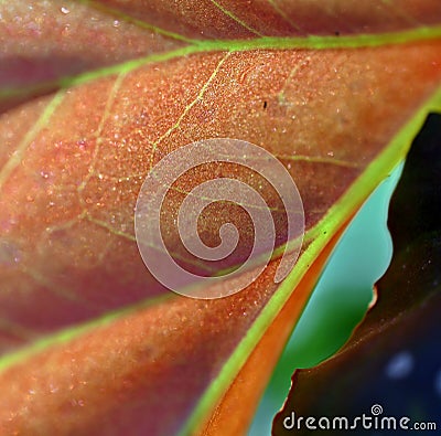 Abstract photo, background with a leaf with highlighted nerves Stock Photo