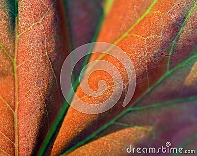 Abstract photo, background with a leaf with highlighted nerves Stock Photo