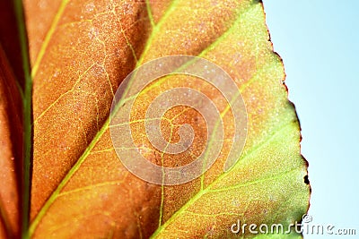 Abstract photo, background with a leaf with highlighted nerves Stock Photo