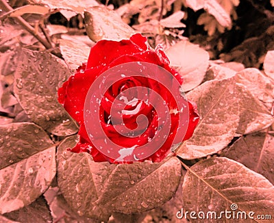 Abstract photo of red rose Stock Photo