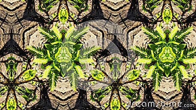 Abstract photo leaves pattern Stock Photo
